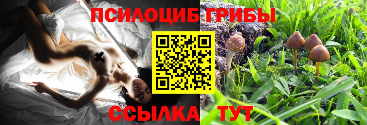 Галлюциногенные грибы Psilocybe Зерноград